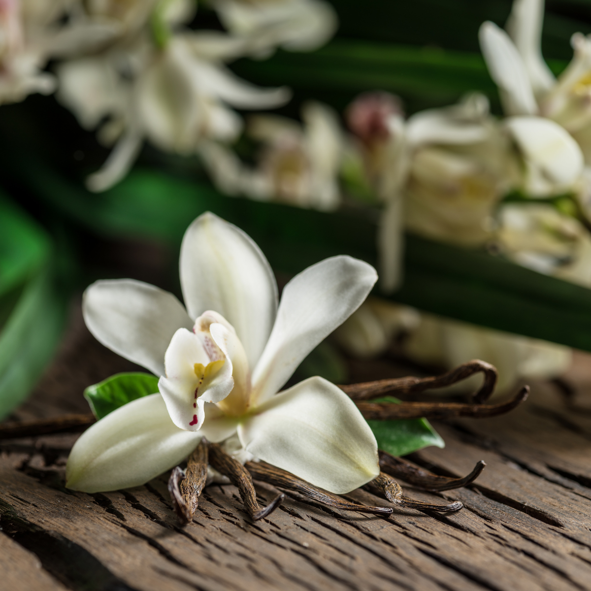 fleur d'orchidées avec des gousses de vanille de Madagascar autour