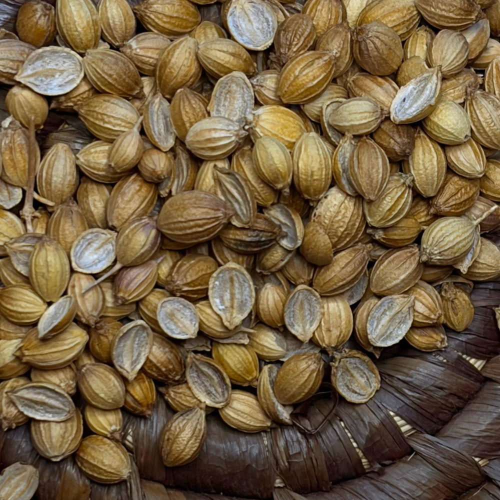 graines de coriandre